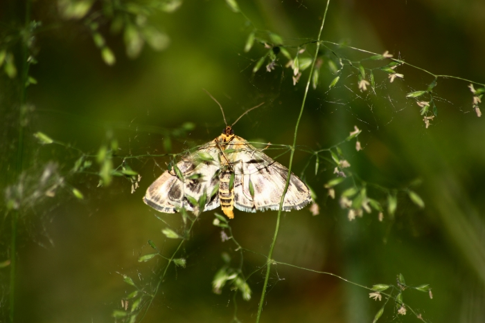 Eteroceri Parco del Ticino